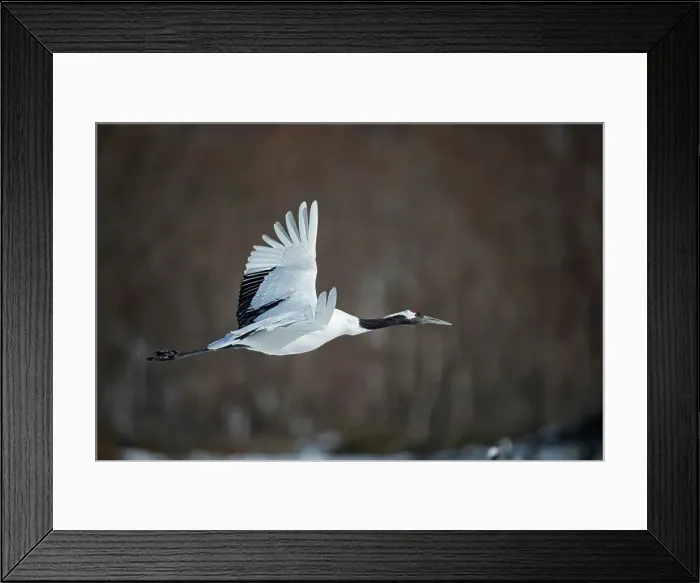 Framed Print : Japan, Hokkaido, Japanese Red-crowned Crane (Grus japonensis) flying to feeding grounds