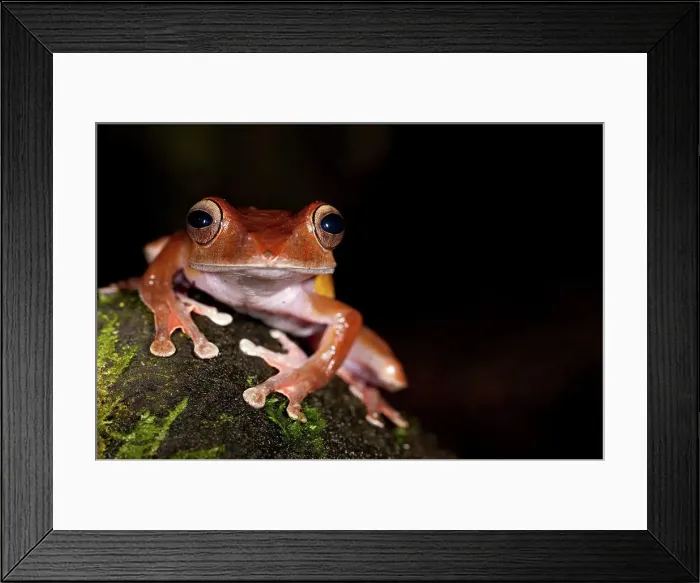 Framed Print : Close-up of a leaf litter Tree frog (Boophis madagascariensis)