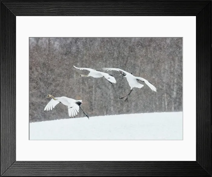 Framed Print : Japan, Hokkaido, Japanese Red-crowned Cranes (Grus japonensis) flying to feeding grounds Framed Print : Japan, Hokkaido, Japanese Red-crowned Cranes (Grus japonensis) flying to feeding grounds