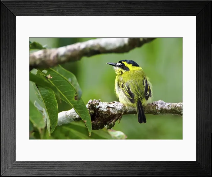 Framed Print : Yellow-Browed Tody-Flycatcher (Todirostrum chrysocrotaphum) in forest canopy along Napo River Framed Print : Yellow-Browed Tody-Flycatcher (Todirostrum chrysocrotaphum) in forest canopy along Napo River