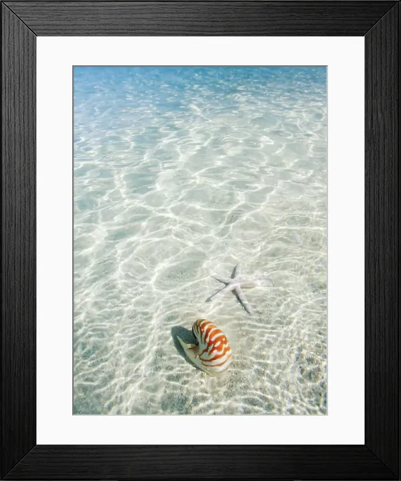 Framed Print : Shells in Tropical Water