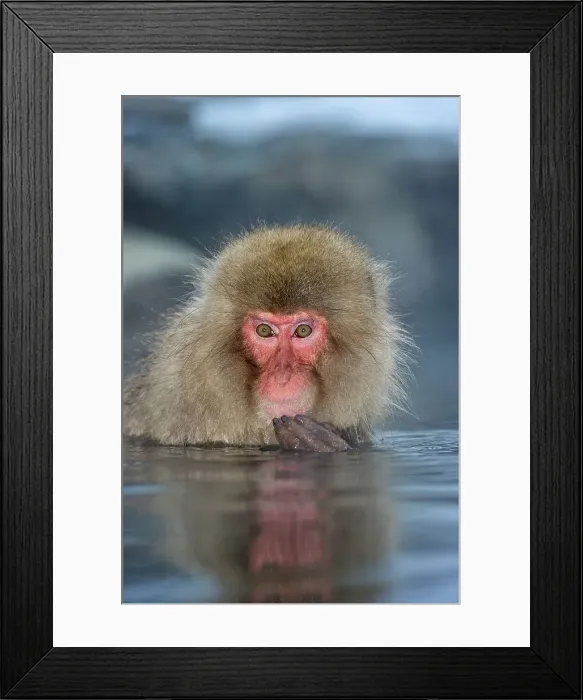 Framed Print : Japanese macaque or snow monkey (Macaca fuscata) in hot spring Framed Print : Japanese macaque or snow monkey (Macaca fuscata) in hot spring