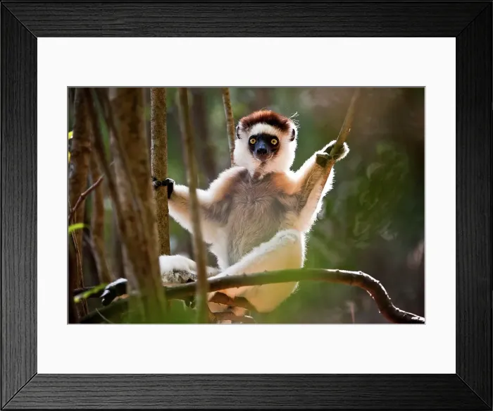 Framed Print : Verreaux's sifaka (Propithecus verreauxi) in relaxed posture in forest understory Framed Print : Verreaux's sifaka (Propithecus verreauxi) in relaxed posture in forest understory