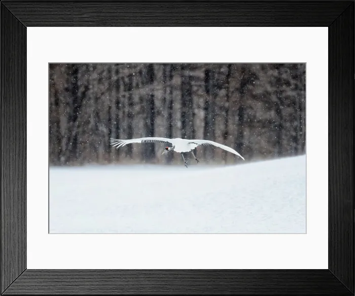 Framed Print : Japan, Hokkaido, Japanese Red-crowned Crane (Grus japonensis) flying to feeding grounds