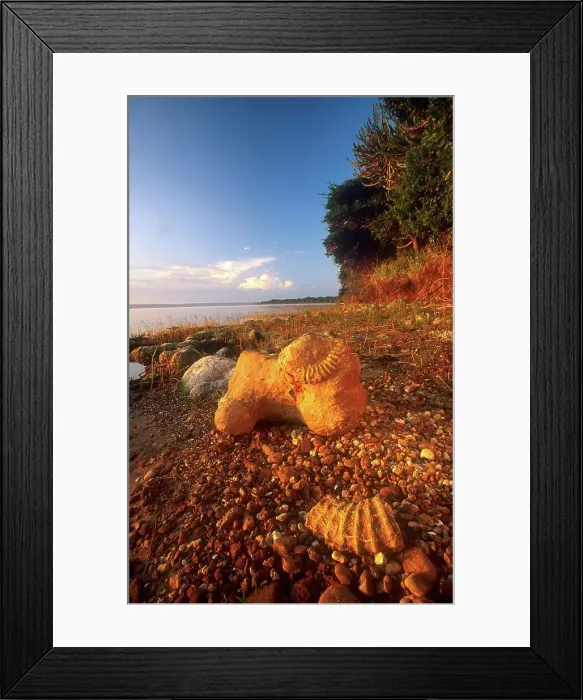 Framed Print : Ammonite fossels. False Bay. Lake St Lucia Framed Print : Ammonite fossels. False Bay. Lake St Lucia