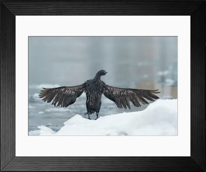 Framed Print : Pelagic Cormorant (Phalacrocorax pelagicus) drying wings Framed Print : Pelagic Cormorant (Phalacrocorax pelagicus) drying wings