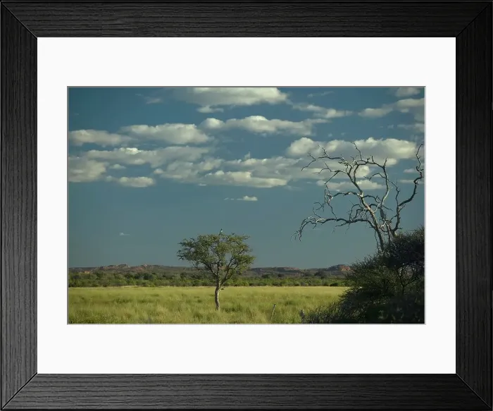 Framed Print : Nel's Vlei with Blackbrested Snake Eagle (Circeatus gallicus) in tree Framed Print : Nel's Vlei with Blackbrested Snake Eagle (Circeatus gallicus) in tree