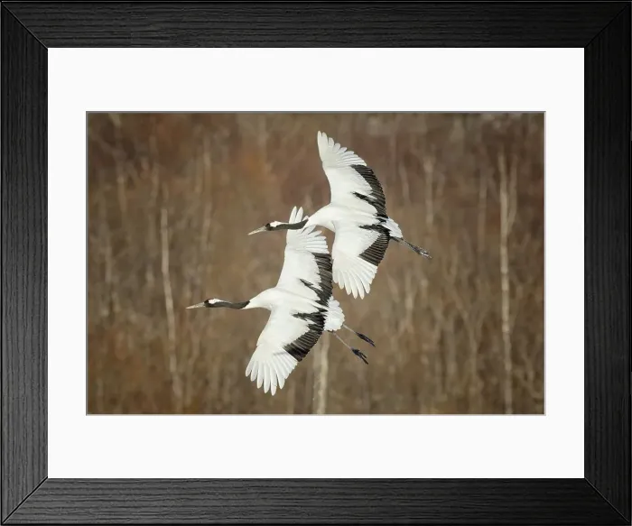 Framed Print : Japan, Hokkaido, Japanese Red-crowned Crane (Grus japonensis) flying to feeding grounds Framed Print : Japan, Hokkaido, Japanese Red-crowned Crane (Grus japonensis) flying to feeding grounds