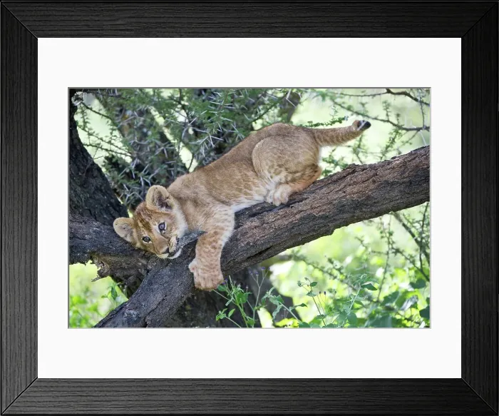 Framed Print : Lion cub (Panthera leo) climbing on tree