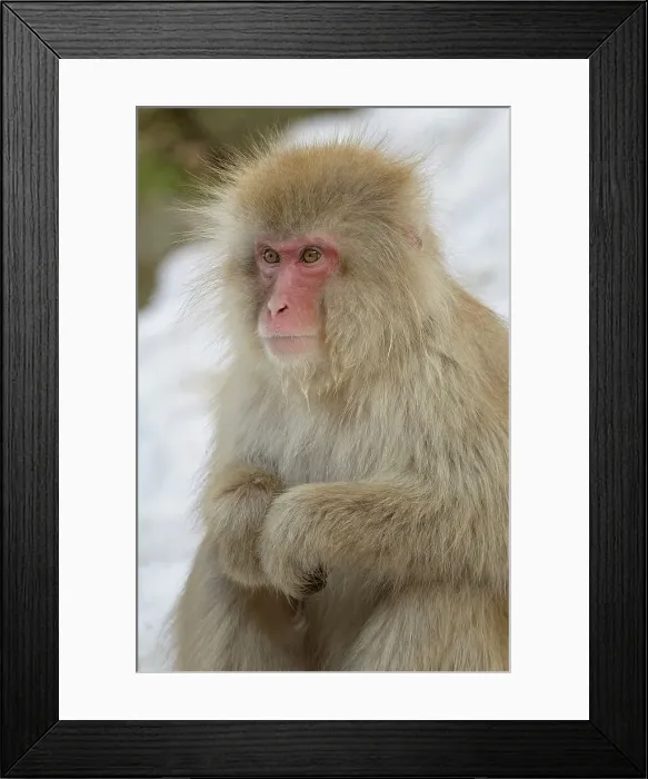 Framed Print : Japan, Nagano Province, Japanese macaque or snow monkey (Macaca fuscata) Framed Print : Japan, Nagano Province, Japanese macaque or snow monkey (Macaca fuscata)