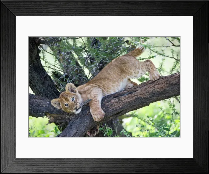 Framed Print : Lion cub (Panthera leo) climbing on tree Framed Print : Lion cub (Panthera leo) climbing on tree