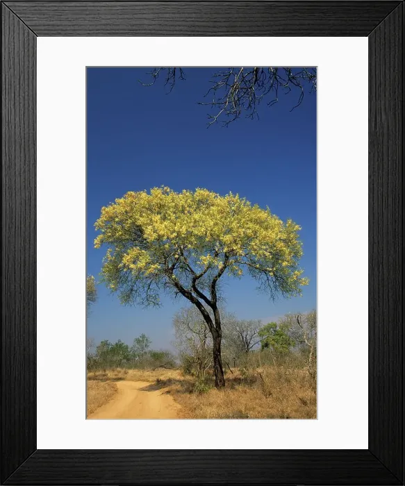 Framed Print : Knob Thorn Acacia. MalaMala Game Reserve Framed Print : Knob Thorn Acacia. MalaMala Game Reserve