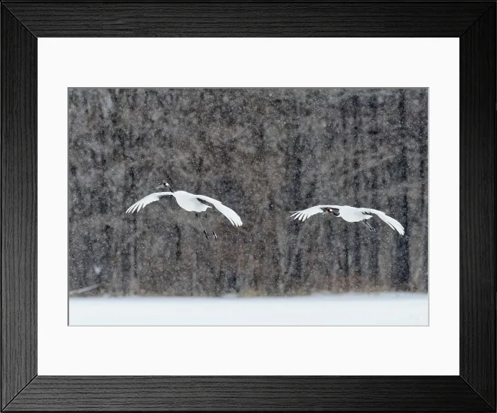 Framed Print : Japan, Hokkaido, Japanese Red-crowned Cranes (Grus japonensis) flying to feeding grounds Framed Print : Japan, Hokkaido, Japanese Red-crowned Cranes (Grus japonensis) flying to feeding grounds