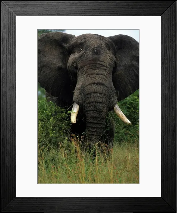 Framed Print : African Elephant (Loxononta africana) Framed Print : African Elephant (Loxononta africana)