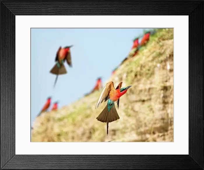 Framed Print : Southern Carmine Bee-Eaters (Merops nubicoides) returning to nest holes Framed Print : Southern Carmine Bee-Eaters (Merops nubicoides) returning to nest holes