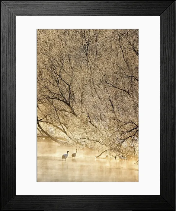Framed Print : Japan, Hokkaido, Japanese Red-crowned Cranes (Grus japonensis) roosting in river Framed Print : Japan, Hokkaido, Japanese Red-crowned Cranes (Grus japonensis) roosting in river