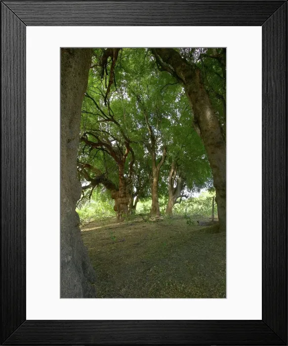 Framed Print : Nyala Tree or Mashatu tree (Xanthocercis zambeziaca) Framed Print : Nyala Tree or Mashatu tree (Xanthocercis zambeziaca)