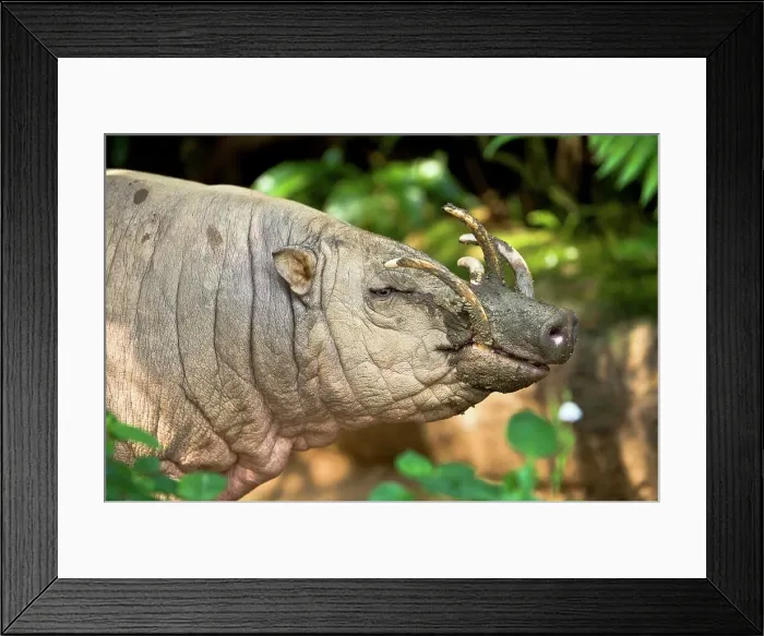 Framed Print : Close-up of a male Babirusa (Babyrousa celebensis) Framed Print : Close-up of a male Babirusa (Babyrousa celebensis)