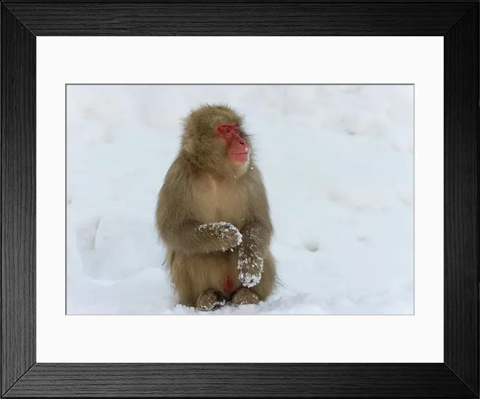 Framed Print : Japanese macaque or snow monkey (Macaca fuscata) Nagano Province Framed Print : Japanese macaque or snow monkey (Macaca fuscata) Nagano Province