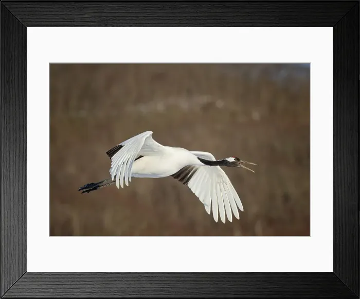 Framed Print : Japan, Hokkaido, Japanese Red-crowned Crane (Grus japonensis) flying to feeding grounds