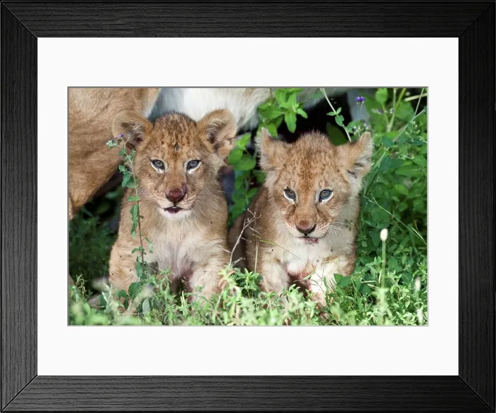 Framed Print : Lion cubs (Panthera leo) resting in a field Framed Print : Lion cubs (Panthera leo) resting in a field