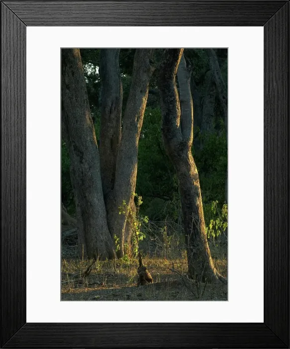 Framed Print : Bushveld trees at sunrise. Northern Tuli Game Reserve Framed Print : Bushveld trees at sunrise. Northern Tuli Game Reserve