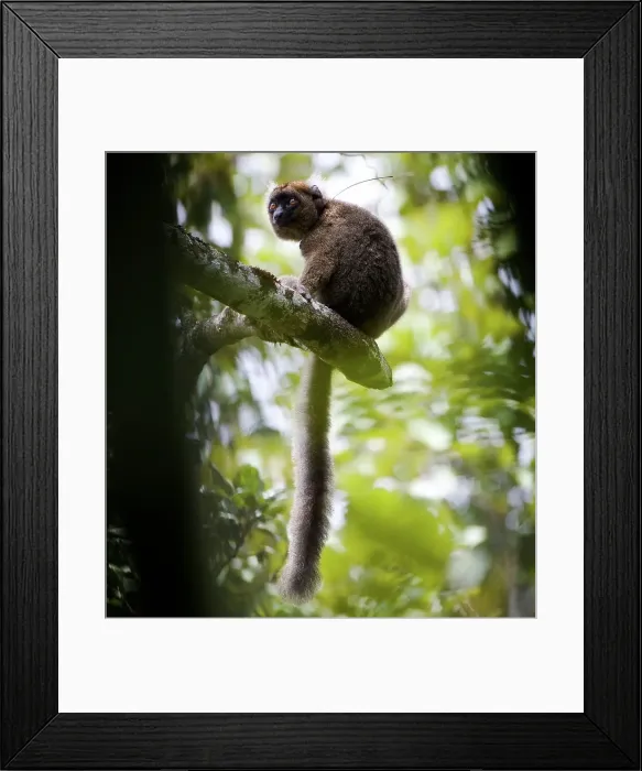 Framed Print : Young male Greater Bamboo lemur (Prolemur simus) Framed Print : Young male Greater Bamboo lemur (Prolemur simus)