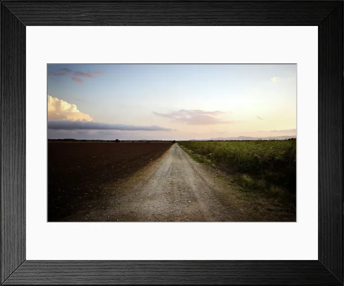Framed Print : Gravel road between sugarcane fields Framed Print : Gravel road between sugarcane fields