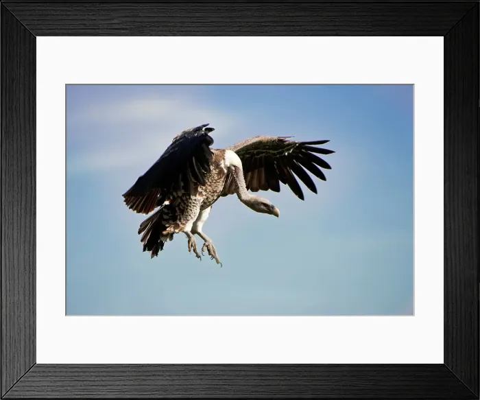 Framed Print : Ruppell's Griffon vulture (Gyps rueppellii) flying into a kill Framed Print : Ruppell's Griffon vulture (Gyps rueppellii) flying into a kill
