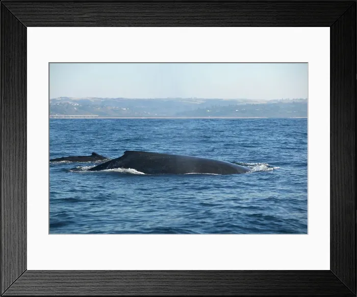 Framed Print : Whales off Shelley Beach. South Coast Framed Print : Whales off Shelley Beach. South Coast