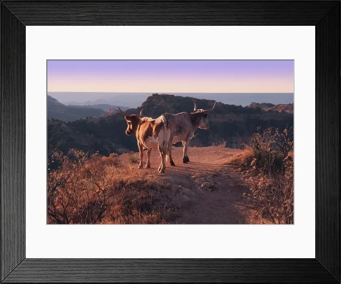 Framed Print : Texas Longhorn cattle standing on the edge of a ridge at Palo Duro Canyon State Park