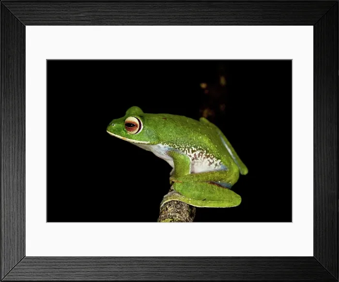 Framed Print : White-Lipped Tree frog (Boophis albilabris) in rainforest canopy Framed Print : White-Lipped Tree frog (Boophis albilabris) in rainforest canopy