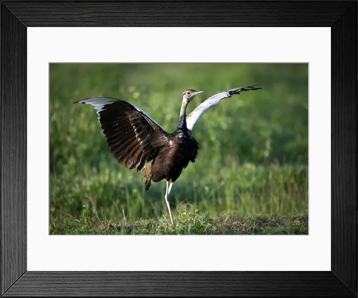 Framed Print : Male Black-Bellied Bustard (Eupodotis melanogaster) displaying Framed Print : Male Black-Bellied Bustard (Eupodotis melanogaster) displaying