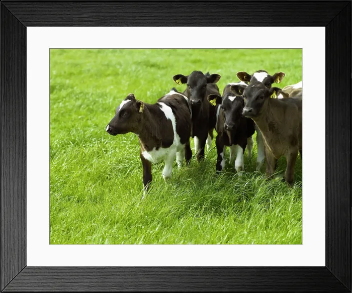 Framed Print : Friesian Calves Framed Print : Friesian Calves