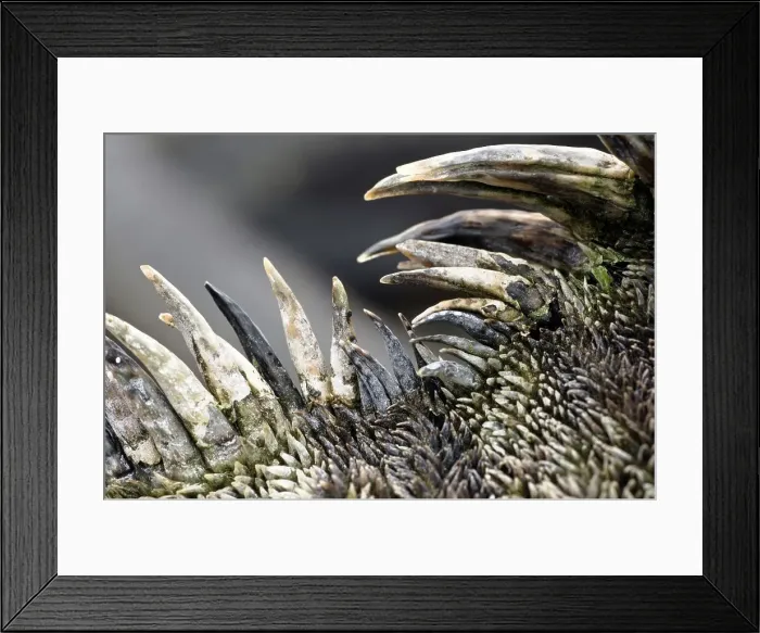 Framed Print : Close-up of dorsal crest of Marine Iguana (Amblyrhynchus cristatus) Framed Print : Close-up of dorsal crest of Marine Iguana (Amblyrhynchus cristatus)