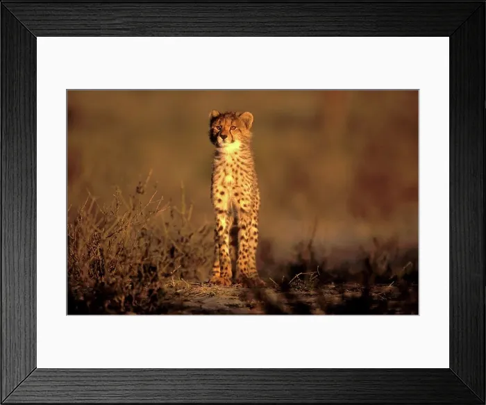 Framed Print : Cheetah (Acinonyx jubatus) Portrait Framed Print : Cheetah (Acinonyx jubatus) Portrait