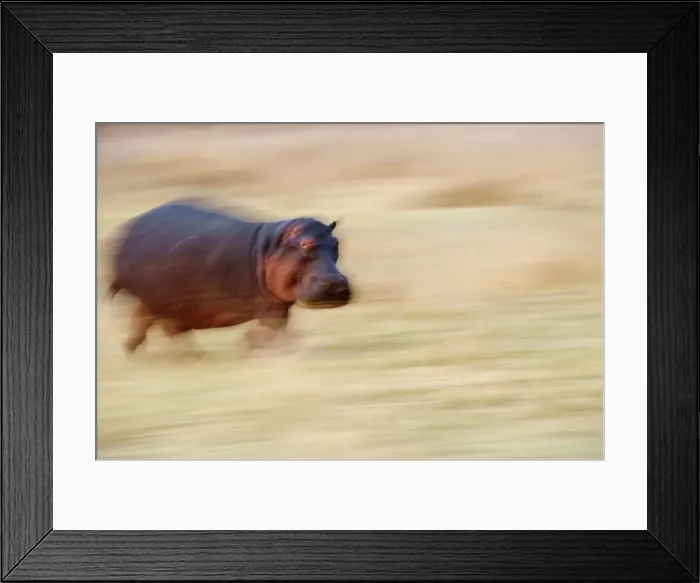 Framed Print : Hippopotamus (Hippopotamus amphibius) running back to Luangwa River at dawn Framed Print : Hippopotamus (Hippopotamus amphibius) running back to Luangwa River at dawn