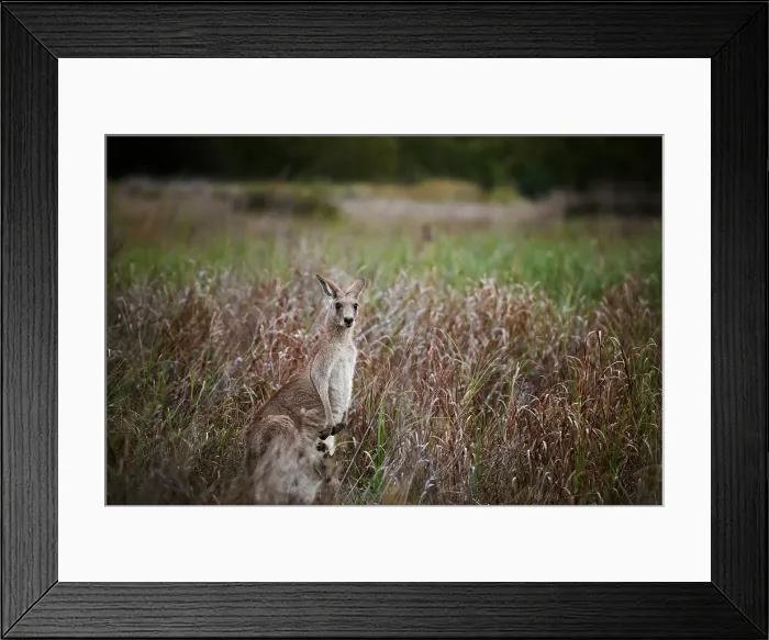 Framed Print : Mother Kangaroo with Joey