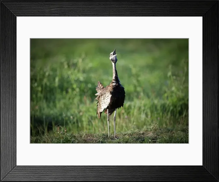 Framed Print : Male Black-Bellied Bustard (Eupodotis melanogaster) displaying