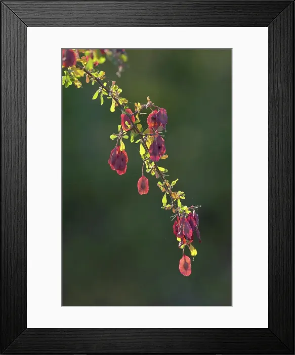 Framed Print : Purple-pod terminalia (Terminalia prunioides) seeds Framed Print : Purple-pod terminalia (Terminalia prunioides) seeds