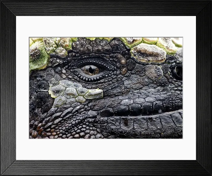 Framed Print : Close-up of a face of Marine iguana (Amblyrhynchus cristatus) Framed Print : Close-up of a face of Marine iguana (Amblyrhynchus cristatus)