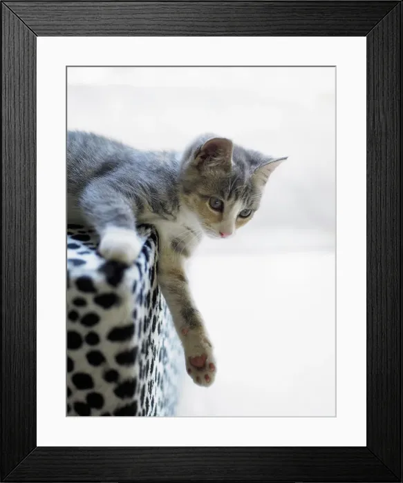 Framed Print : Kitten on fluffy seat Framed Print : Kitten on fluffy seat