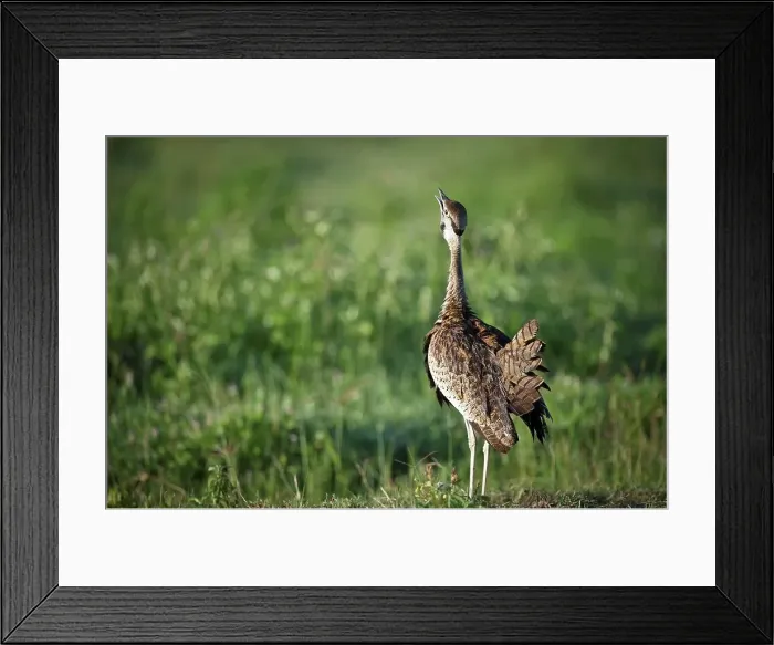 Framed Print : Male Black-Bellied Bustard (Eupodotis melanogaster) displaying