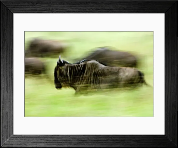 Framed Print : White-Bearded wildebeest (Connochaetes taurinus albojubatus) on migration Framed Print : White-Bearded wildebeest (Connochaetes taurinus albojubatus) on migration