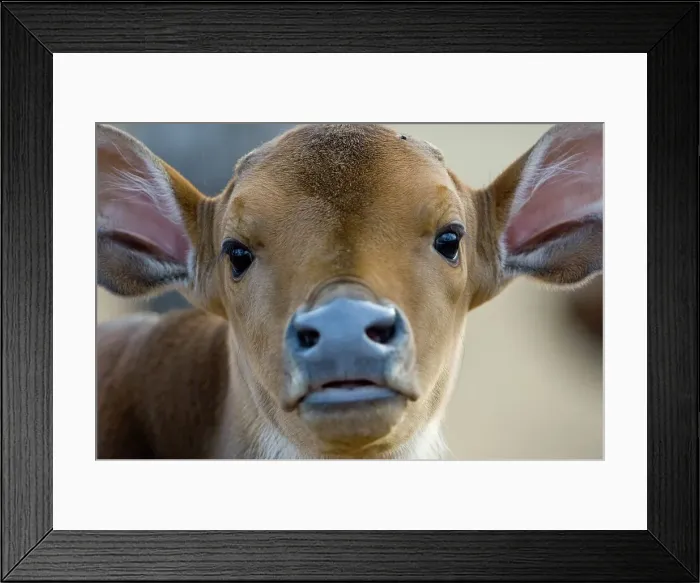 Framed Print : Close-up of a young Gaur calf (Bos gaurus) Framed Print : Close-up of a young Gaur calf (Bos gaurus)