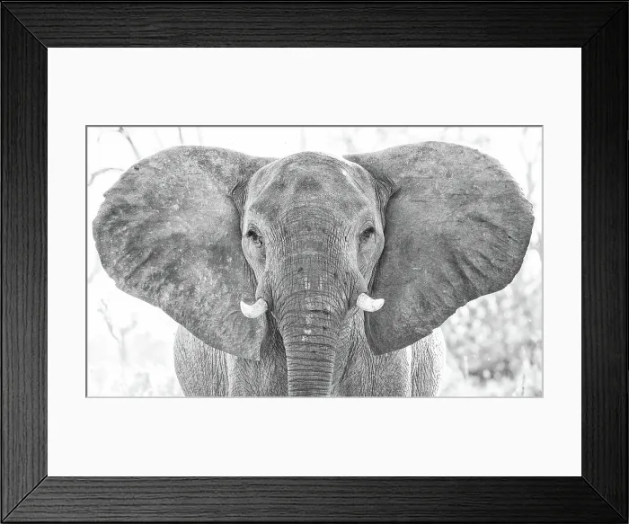 Framed Print : Africa Zambia Botswana South Africa Capetown