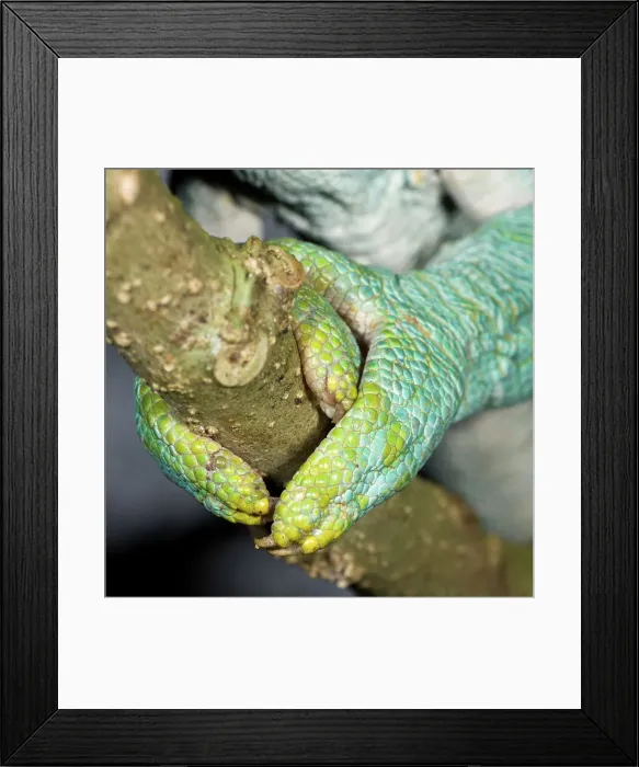 Framed Print : Grasping foot of Male Parson's chameleon (Calumma parsonii) in rainforest understory
