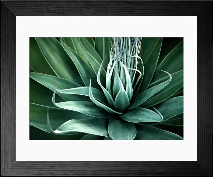 Framed Print : Agave. Close up of Agave Framed Print : Agave. Close up of Agave