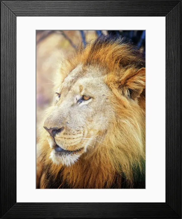 Framed Print : Africa Zambia Botswana South Africa Capetown
