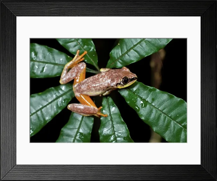 Framed Print : Close-up of a Madagascar Reed frog (Heterixalus madagascariensis) Framed Print : Close-up of a Madagascar Reed frog (Heterixalus madagascariensis)